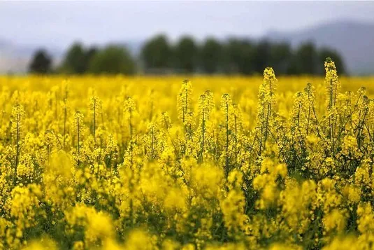 پول برای واردات دانه روغنی هست، اما برای ۱۰ درصد تولید داخل خیر