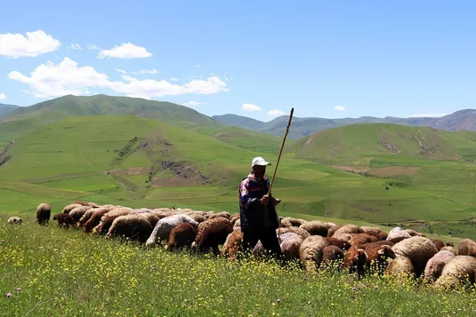 نهاده گران، گوشت گران&zwnj;تر