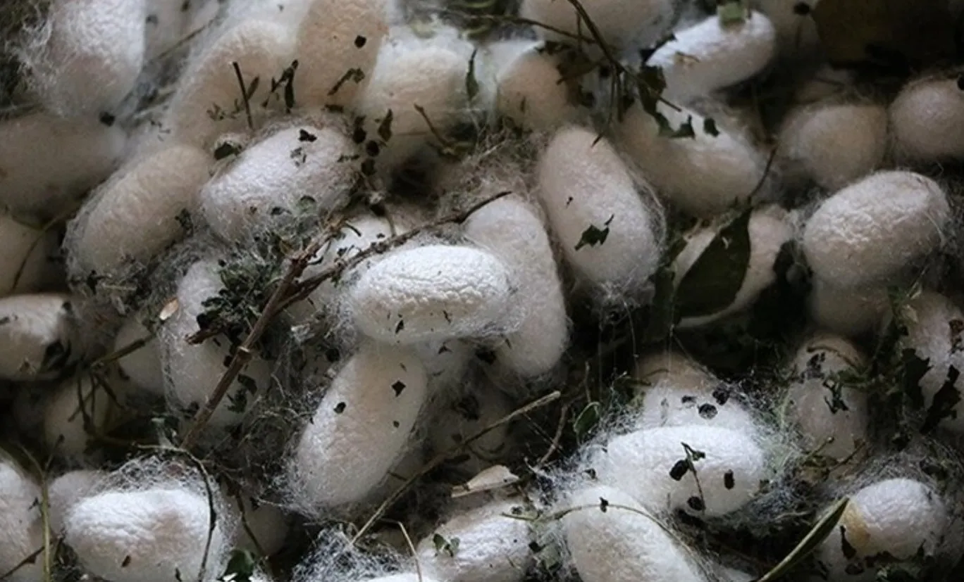 قیمت مصوب پیله تر ابریشم برای سال 1405 اعلام شد