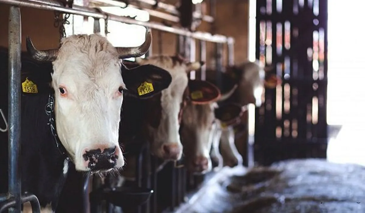 مواد ژنتیکی دامی برای ۲ سال آینده ذخیره سازی شد