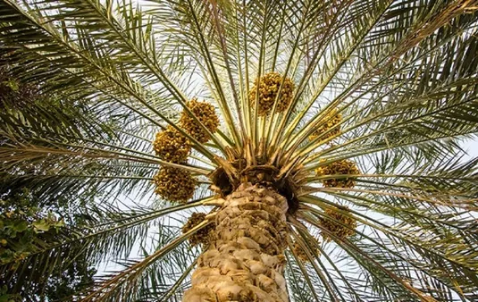 اولویت مکانیزاسیون در نخلستان&zwnj;ها/توسعه هوشمندسازی برای ارتقای کیفیت