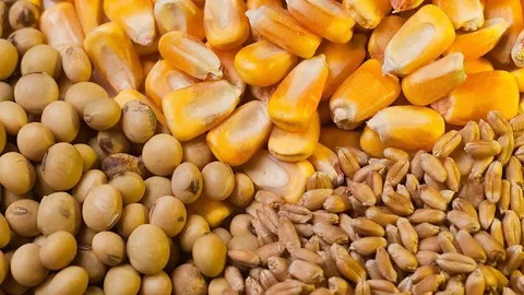 مطالبات ارزی واردکنندگان نهاده‌های دامی ۴ میلیارد یورو است