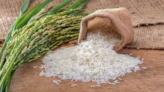 تولید برنج ۱۰ درصد افزایش یافت