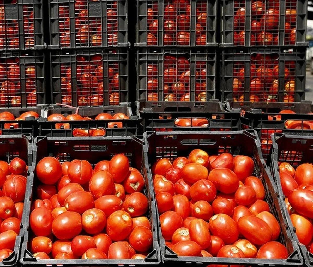 صادرات ۳۰ هزار تن گوجه فرنگی اقلید به کشورهای حوزه خلیج فارس
