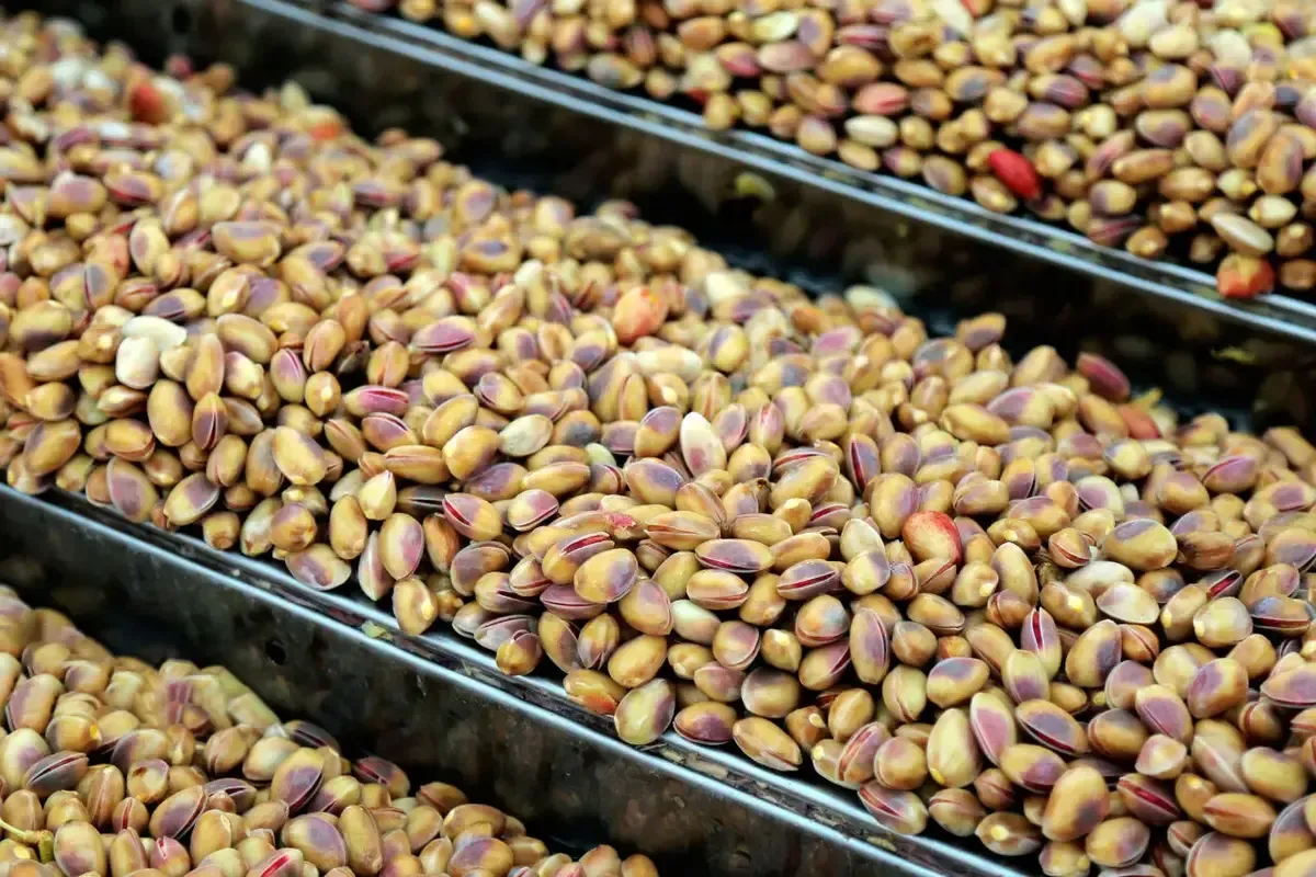 ایران بزرگ‌ترین صادرکننده پسته به چین در سال ۲۰۲۵ شد