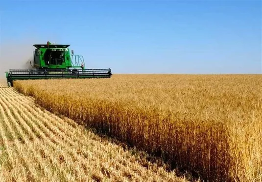 انتقال تولید گندم به اراضی دیم تا ۵ سال آینده