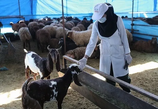 در آستانه عید قربان بازار دام در شرایط خوبی قرار دارد