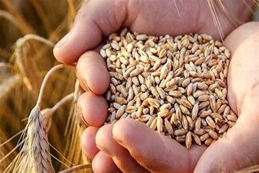 گندمکاران ۱۰۳ همت طلبکار هستند