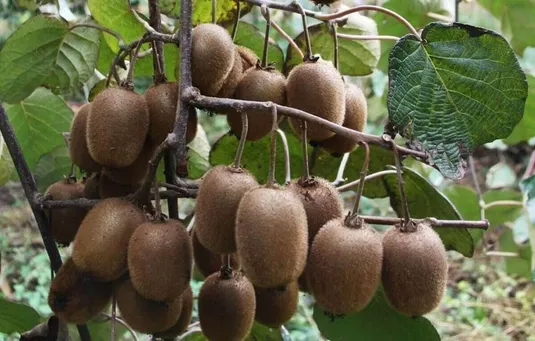 دلالان به مدد سرما کیوی را هم از سبد غذایی مردم حذف کردند