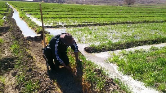 تاثیر کم&zwnj;آبی و مشکلات نظارتی بر تحقق الگوی کشت در ایران