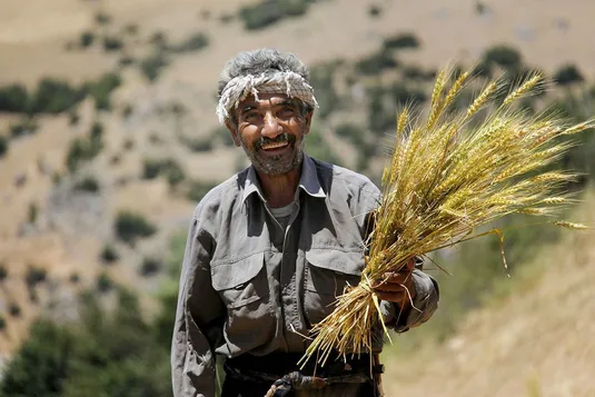 مجلس روند پرداخت مطالبات گندم&zwnj;کاران را اصلاح&zwnj;کرد/ پایان شهریور باید پایان پرداخت مطالبات باشد