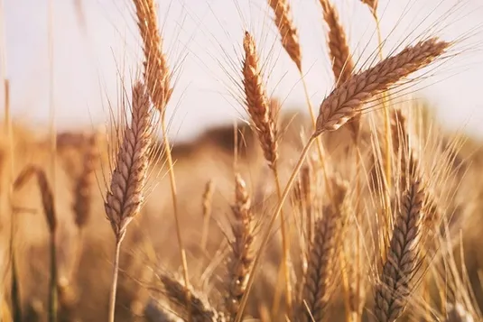 شورای قیمت&zwnj;گذاری کالا&zwnj;های اساسی امروز تشکیل می&zwnj;شود