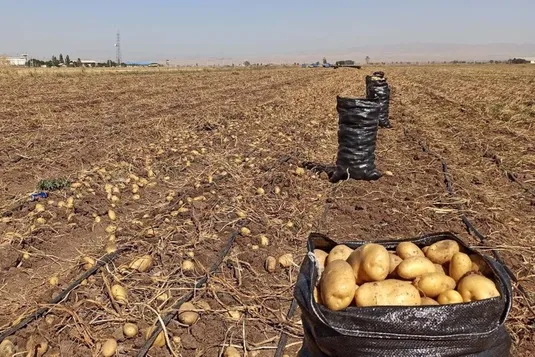 ۵ عامل کمبود سیب&zwnj;زمینی/ دولت به عنوان مسوول تعدیل بازار پاسخگو باشد