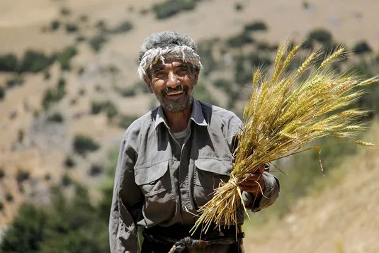 مجلس روند پرداخت مطالبات گندم&zwnj;کاران را اصلاح&zwnj;کرد/ پایان شهریور باید پایان پرداخت مطالبات باشد
