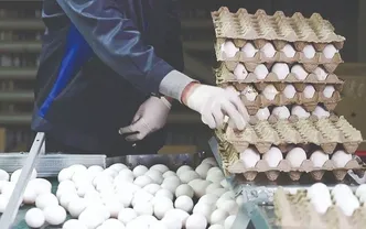 بازگشت تنظیم بازار تخم‌مرغ به ریل نظارت دولت