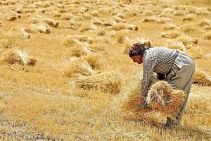 اثر مستقیم مطالبات معوق کشاورز بر کشت پاییزه؛ سرعت خرید تضمینی گندم کند شد