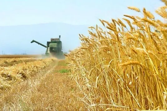 خرید گندم داخلی از کشاورزان به ۱۱ میلیون تُن رسید
