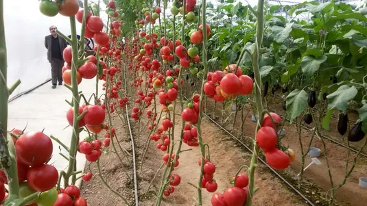 بیش از ۷۰۰ هزارتن محصولات گلخانه&zwnj;ای صادر شد