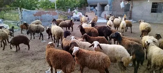 قیمت جدید دام&zwnj;زنده امروز ۲۹ مهر ۱۴۰۳ اعلام شد+ جدول