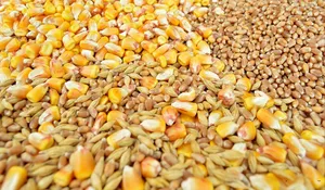 امنیت غذایی ایران در گروگان سبد محدود نهاده‌های دامی