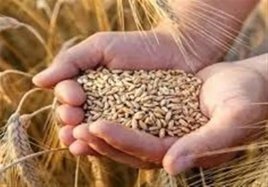 نرخ خرید تضمینی گندم بیشتر از ۴۲ هزار تومان است
