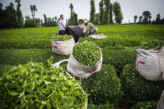 پرداخت تسهیلات کم&zwnj;بهره به چای&zwnj;کاران آغاز شد