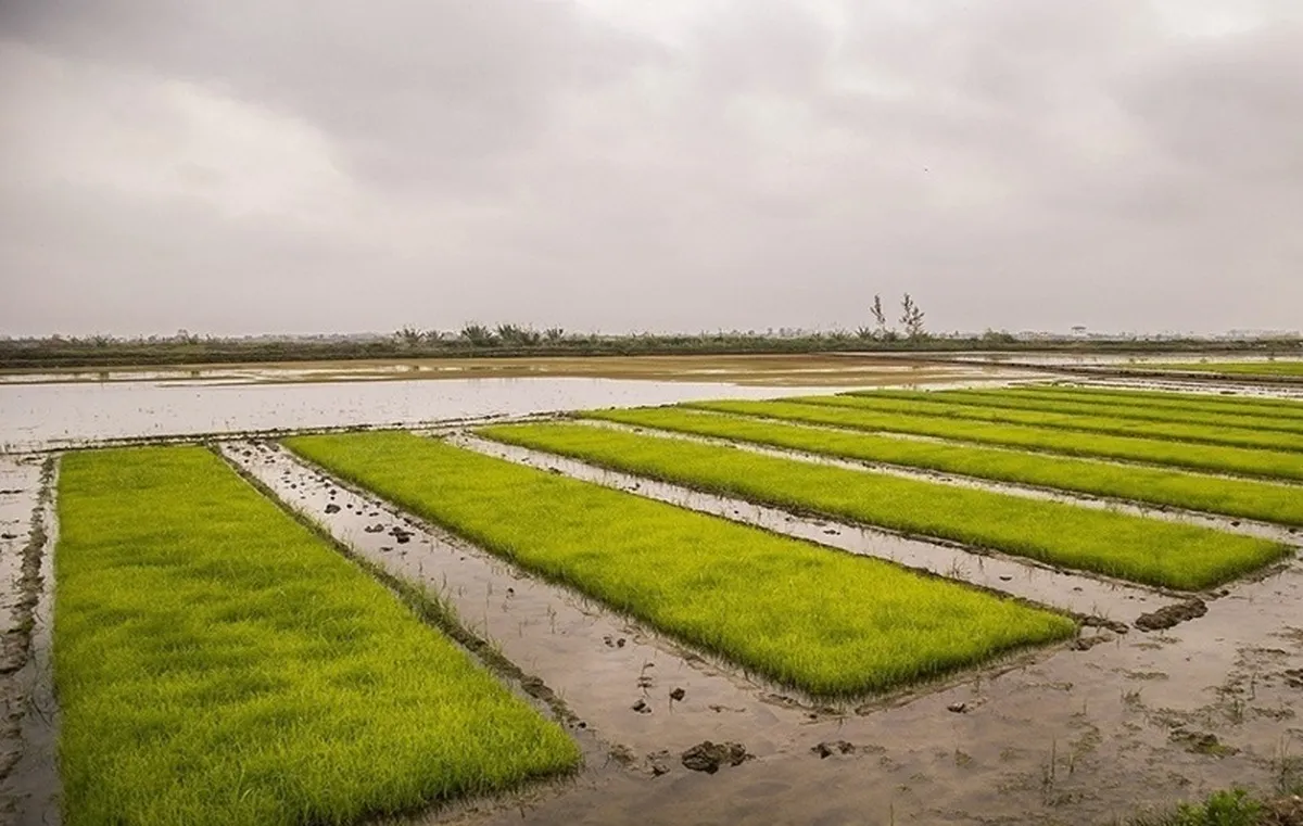 ضرورت فعال کردن سامانه ضدتگرگ برای کاهش خسارات