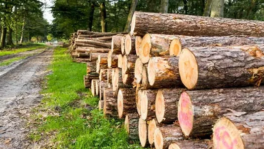 رشد ۴۰ درصدی صادرات صنعت چوب