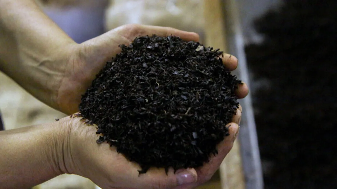 رشد ۱۰.۲ درصدی صادرات چای تا پایان دی‌ماه