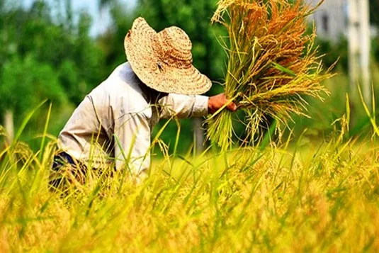 عرضه برنج وارداتی با نرخ ارز آزاد/ برنجِ بازار را دلالان جمع&zwnj;آوری و احتکار کرده&zwnj;اند