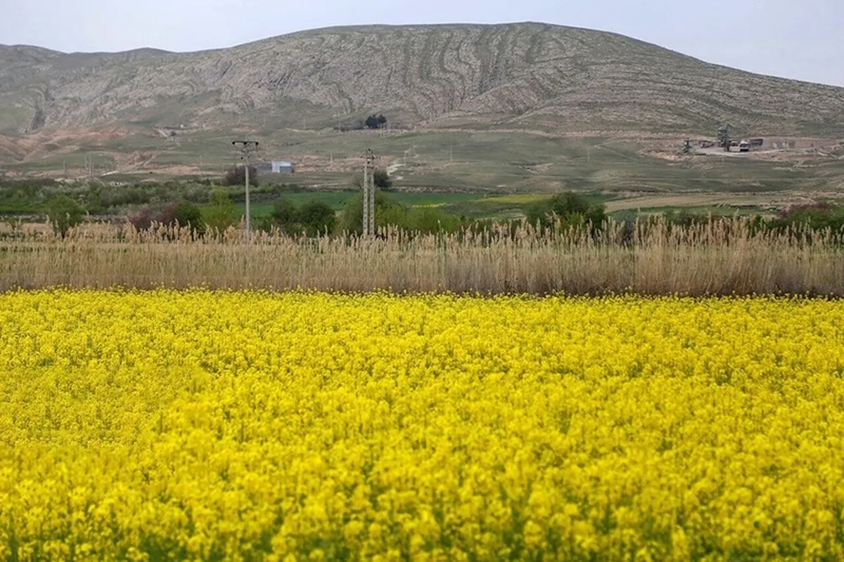 خرید دانه‌های روغنی به ۱۳۹ هزارتن رسید