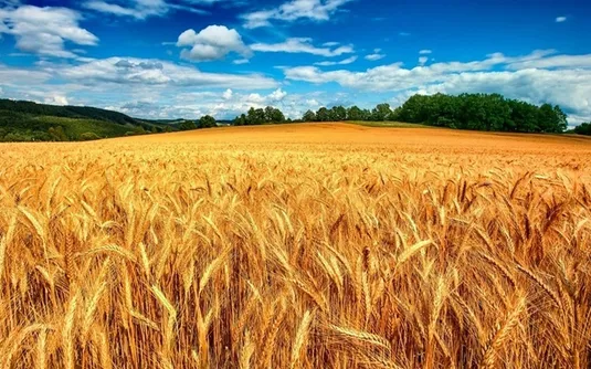 میزان خرید تضمینی گندم از مرز ۱۱ میلیون و ۳۳۲ هزار تن گذشت