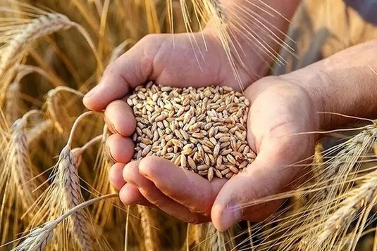 چقدر از بدهی ۲۰۰ هزار میلیاردی به گندم&zwnj;کاران تسویه شد؟