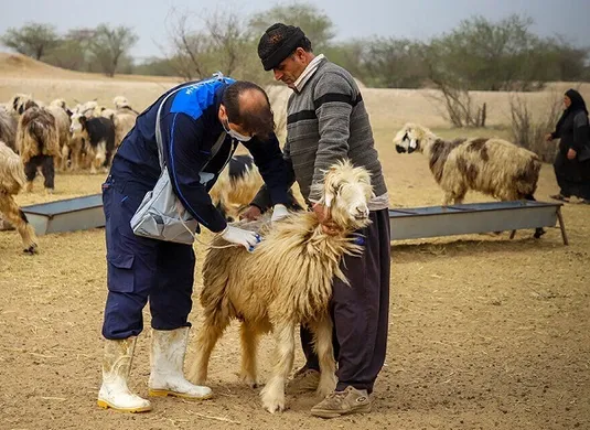 شناسایی و ثبت ۲۷ نژاد گوسفند بومی در کشور