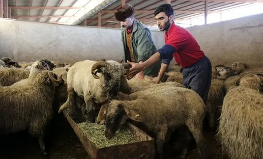 کاهش قیمت دام زنده/ استمرار توزیع گوشت&zwnj;های تنظیم بازاری برای تعادل در بازار