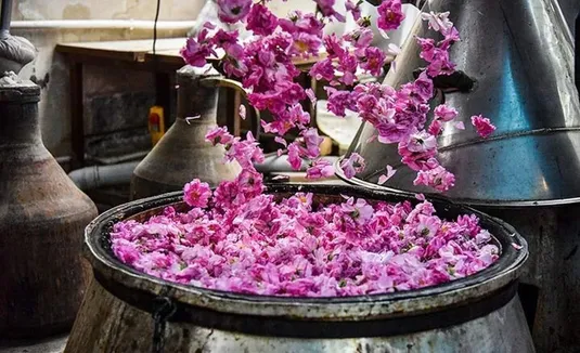 ۱۳۰۰ تن گلاب در سال ۱۴۰۴ صادر شد