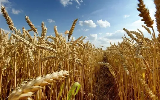 پس از تامین منابع یک دقیقه در پرداخت باقی مانده مطالبات گندمکاران تاخیر نمی&zwnj;کنیم