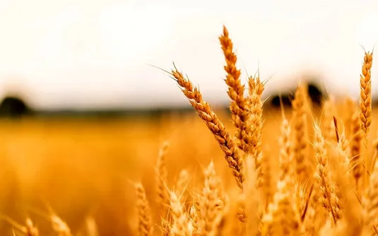ارتقای امنیت غذایی کشور به نهاده&zwnj;های کشاورزی وابسته است