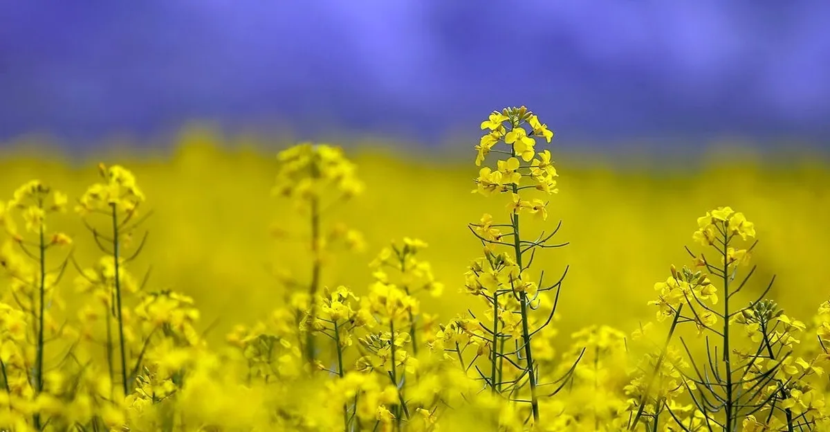 پیش‌بینی تولید ۴۰۰ هزار تن دانه‌های روغنی