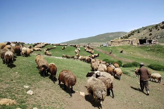 &laquo;گرانی سبوس&raquo; چالش تازه دامداران در سایه خشکسالی؛ دامدار حمایت می&zwnj;خواهد