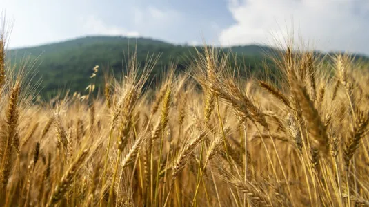 استمرار پیگیری&zwnj;ها برای پرداخت مطالبات گندمکاران