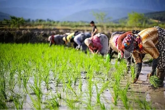 بی&zwnj;ثباتی در تصمیم؛ ثمره تغییرات مداوم در جهادکشاورزی