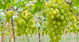 تعاونی‌های روستایی؛ راهکار مقابله با دلالی در بازار انگور