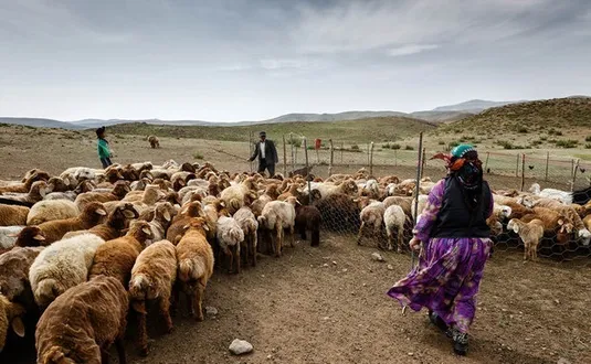 آمادگی کامل برای خدمات&zwnj;رسانی بی&zwnj;وقفه به عشایر کشور