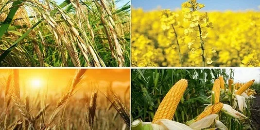 ترک فعل در تعیین قیمت تضمینی محصولات اساسی کشاورزی