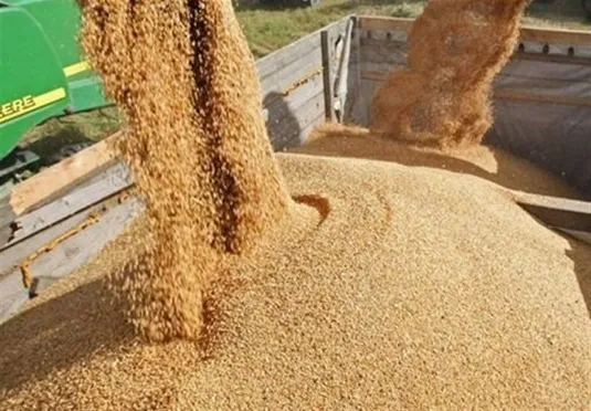واردات ۱۰۰ هزار تن جو برای توزیع با قیمت مصوب