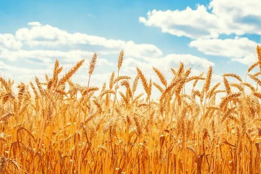 واریز ٢٨.٥ همت به حساب گندمکاران
