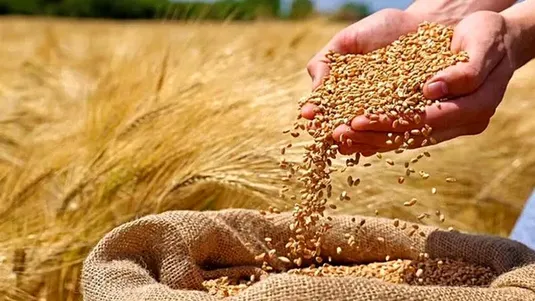 نرخ مصوب گندم صنف و صنعت ۵۳ هزار تومان تعیین شد