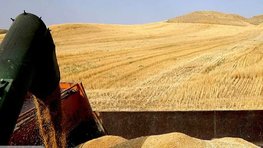 تولید گندم از ۱۴ میلیون تن فراتر می&zwnj;رود