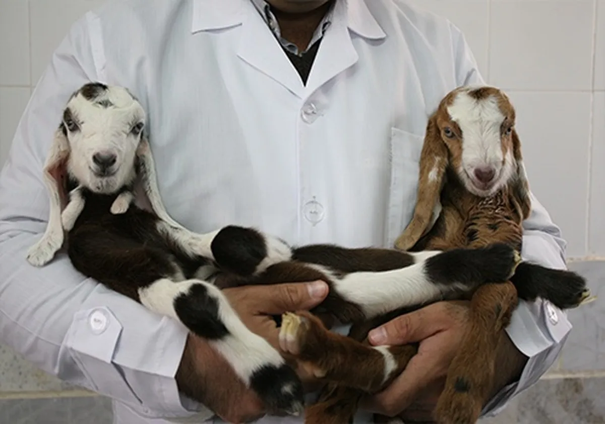 تولید حیوانات تراریخته هزینه‌های اصلاح دام را کاهش می‌دهد